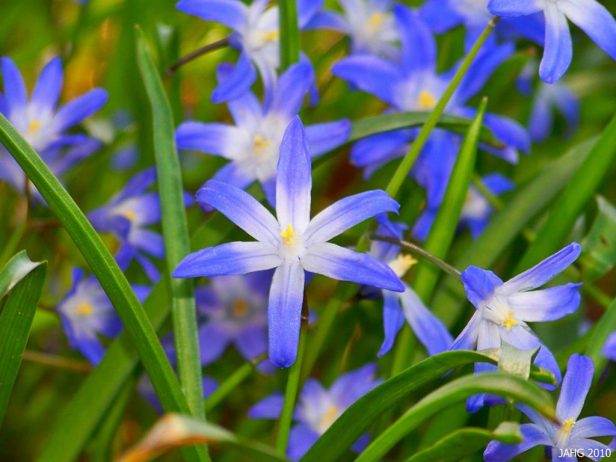 These delightful bulbs have little bright blue, star shaped flowers and grass like leaves