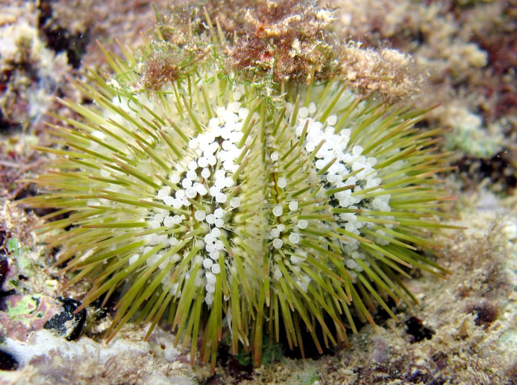 Green-Urchin