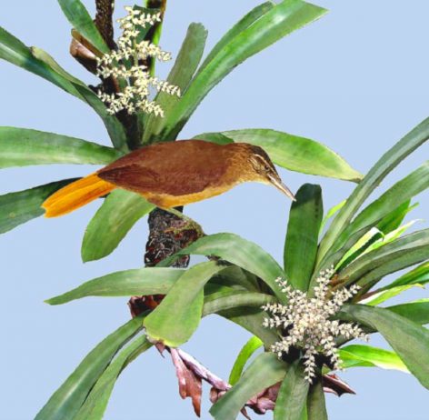 The bird named is Cryptic Treehunter (Cichlocolaptes mazarbarnetti), is a member of the South American bird family Furnariidae (ovenbirds). The bird named is Cryptic Treehunter (Cichlocolaptes mazarbarnetti), is a member of the South American bird family Furnariidae (ovenbirds).