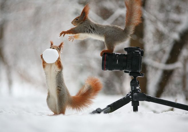squirrel photography russia vadim trunov 6