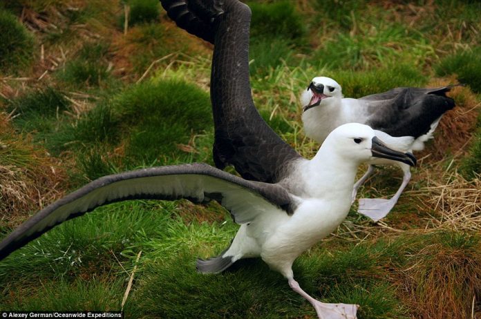 Two juvenile yellow-nosed albatross frolic on the island that is rich in wildlife but an effort to reach