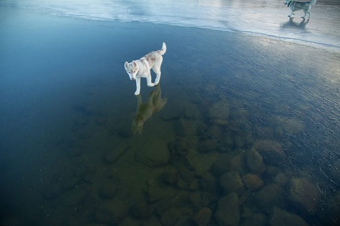 siberian-husky-frozen-lake-dog-photos-fox-grom-14