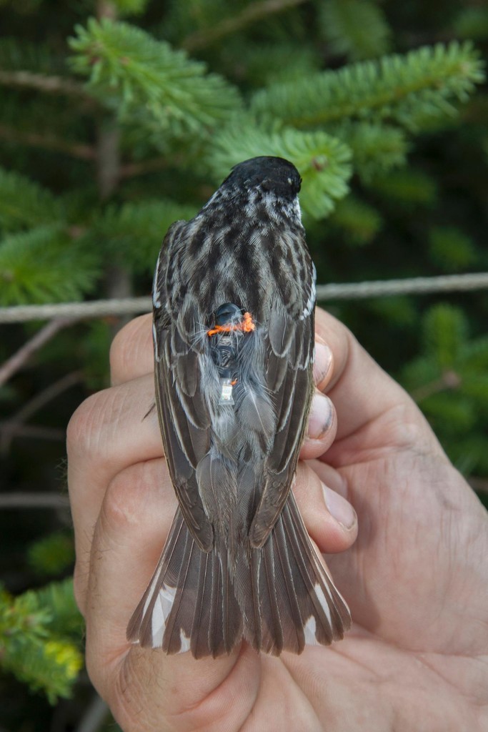 Small black Warblers that weigh (12 grams) about as much as a stack of 12 business cards fly thousands of miles across the Atlantic during their fall migration. Small black Warblers that weigh (12 grams) about as much as a stack of 12 business cards fly thousands of miles across the Atlantic during their fall migration.