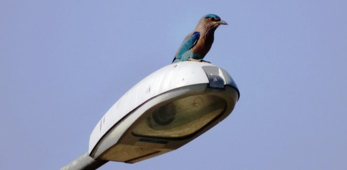 The Indian Roller (Coracias benghalensis), is acrobatic bird, in Telugu it is called “paala pitta” is a member of the roller family of birds.
