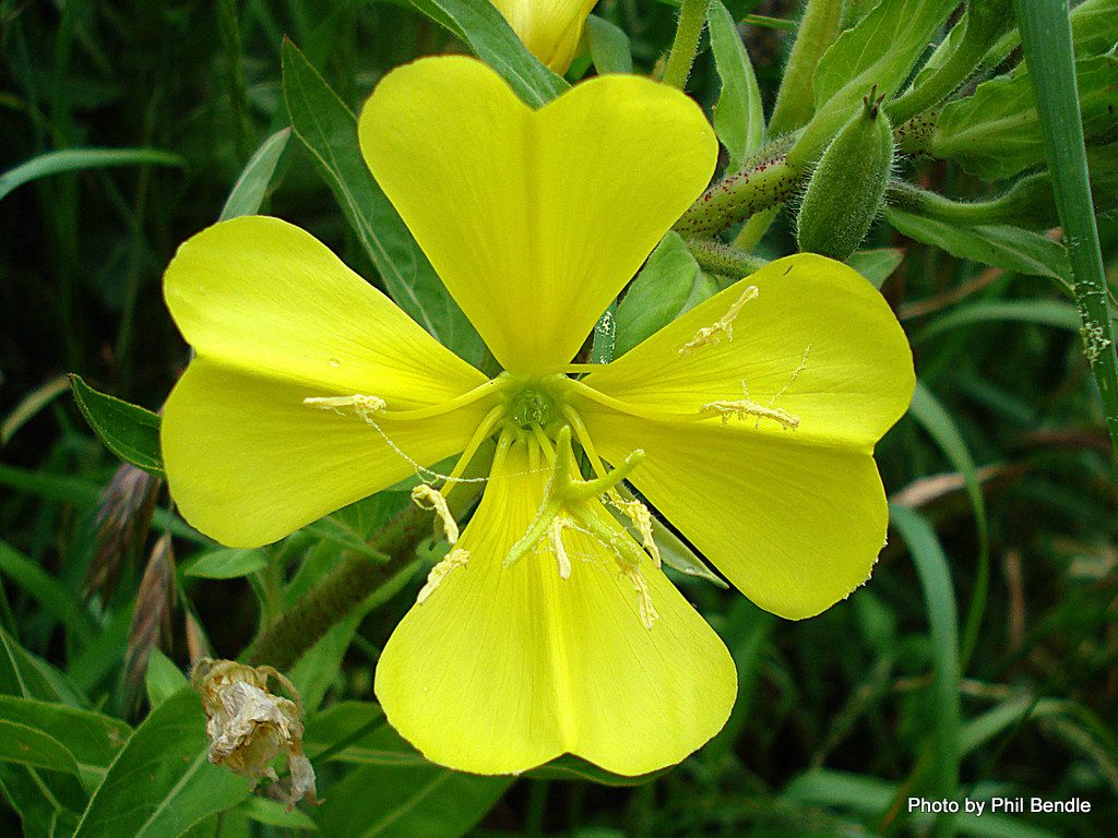 Oenothera is a genus of about 145 species of herbaceous flowering plants native to the Americas.