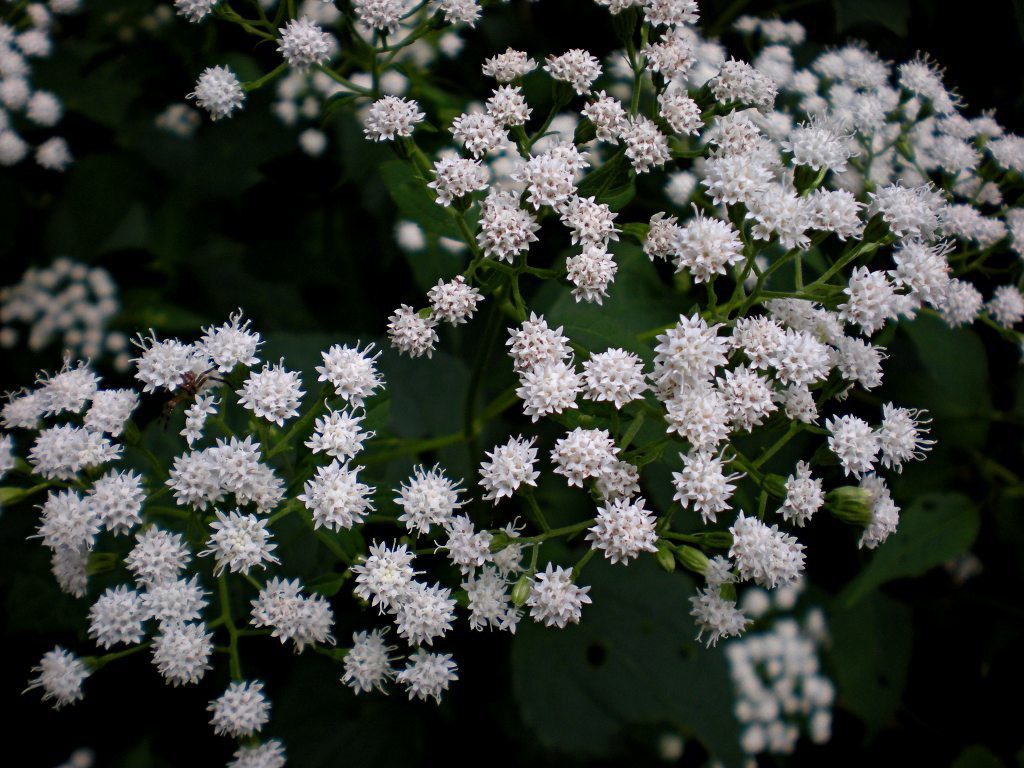 This woodland plant, native to the eastern United States, is not well known but really a delight to grow. Its flowers tall fuzzy white spikes.