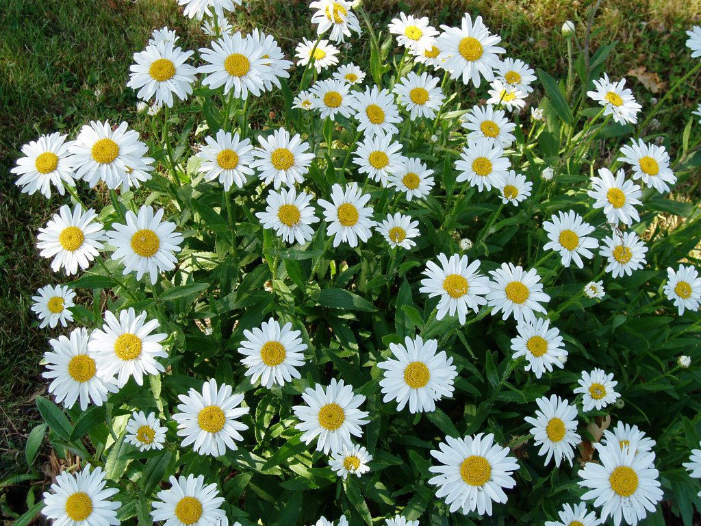 Shasta daisy or Chrysanthemum x superbum (C. Maximum) are always white, but can be tier single or double, tall short.