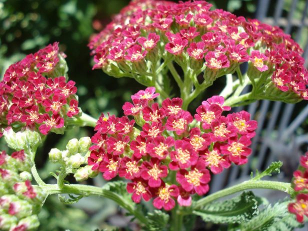 several people are familiar with the wild white yarrow with its
