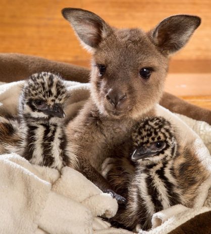 cute baby kangaroo welcomes rescued emu chicks with lovable