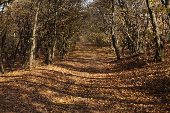 The Hoia Baciu Forest is a forest situated to the west of the city of Cluj-Napoca, near the open-air section of the Ethnographic Museum of Transylvania.