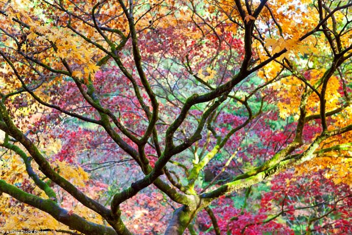 At Westonbirt in Gloucestershire there are over 15,000 trees which put on one of the world’s most spectacular autumn shows
