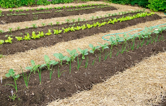 Well, crops in Succession Planting is a good way to make the most of your precious garden space.