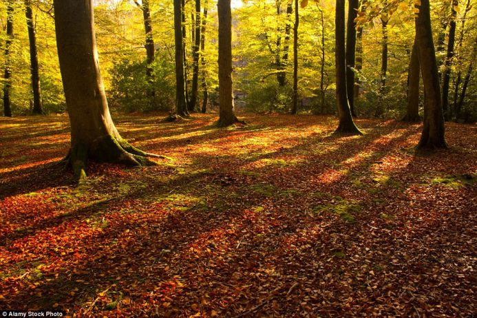 During half term, visitors can choose from 80 expert-led walks through beautiful autumn landscapes at the park's Walking Festival
