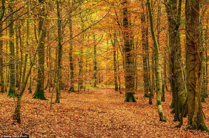 One of the few ancient forests left in the UK, the Forest of Dean runs across the border of England and Wales