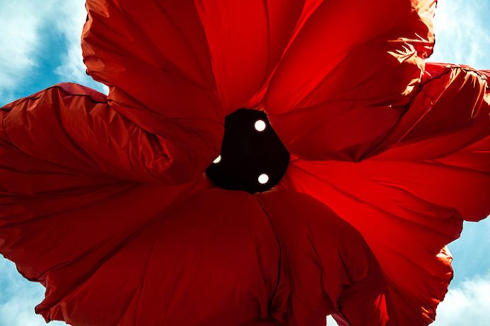 Flower6