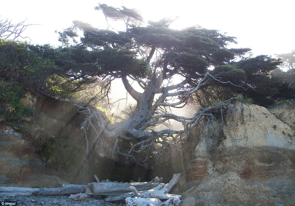The unusual set up has come about through the cliff slowly eroding over time, but despite this, the giant tree continues to thrive