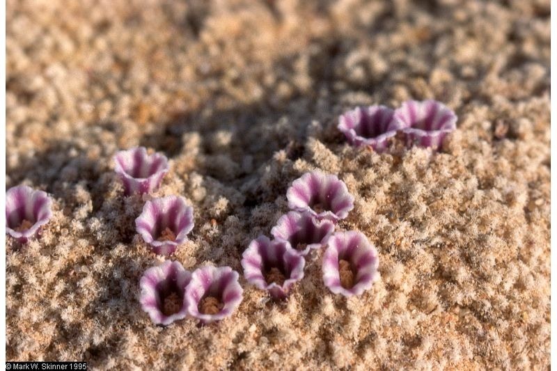 In North America, the flower Pholisma Sonorae is the most bizarre wildflower normally known as sand food. - Photo credit plants.usda.gov