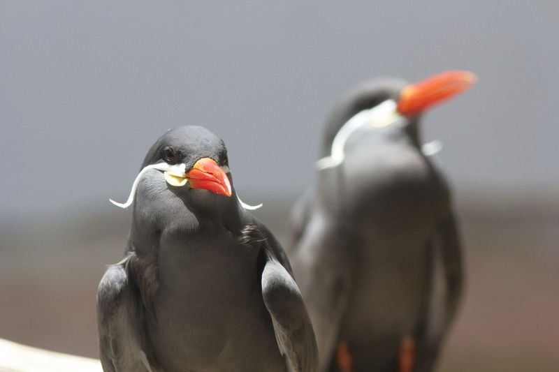 The bird name is Inca Tern with splendid Moustache might be the one with dark grey plumaged Inca tern of the family Sternidae that sports the most splendid whiskers.