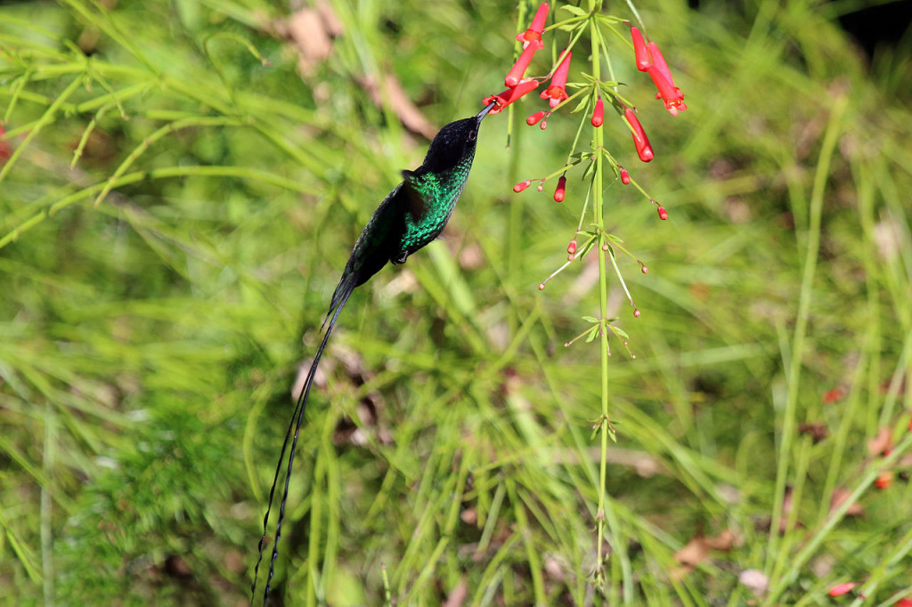 This is national bird of Jamaica, and many authorities considers a separate species, however some conspecific with the black-billed streamertail. 