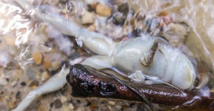 A picture of a frog that has been boiled alive in the Boiling River Credit Andrés Ruzo-The Boiling River Project