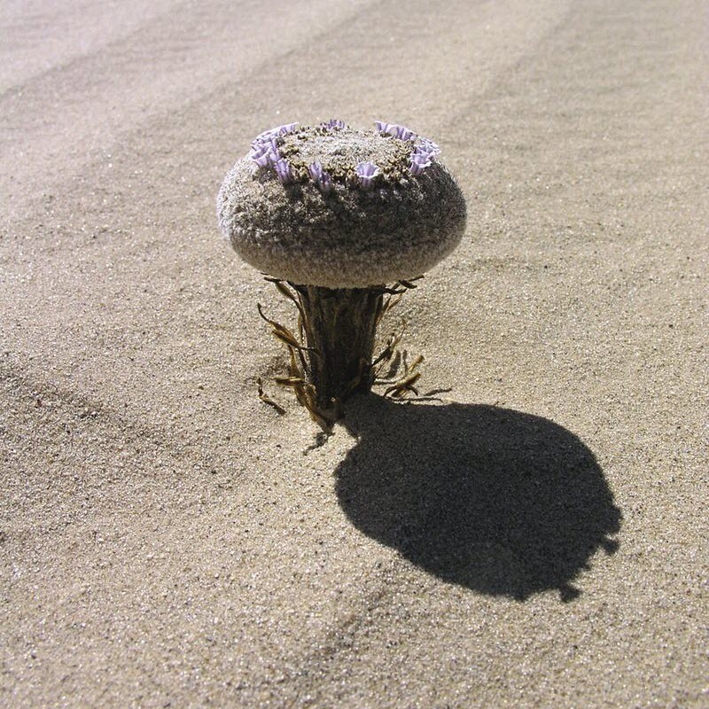 Photo credit botany.org