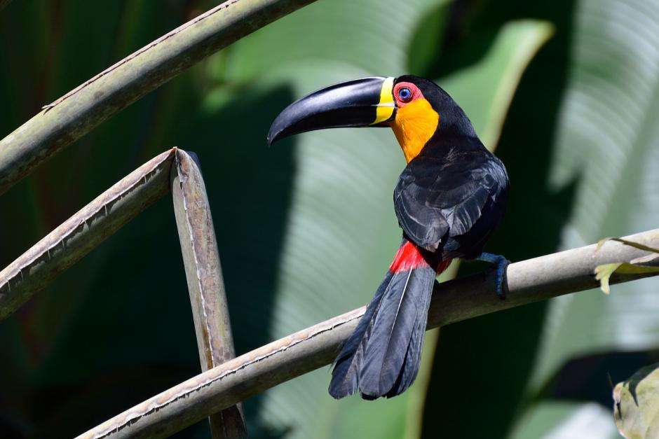 The Channel-Billed Toucan upper plumage, abdomen, tail and bill are black; however upper-tail and under-tail feathers are red. 
