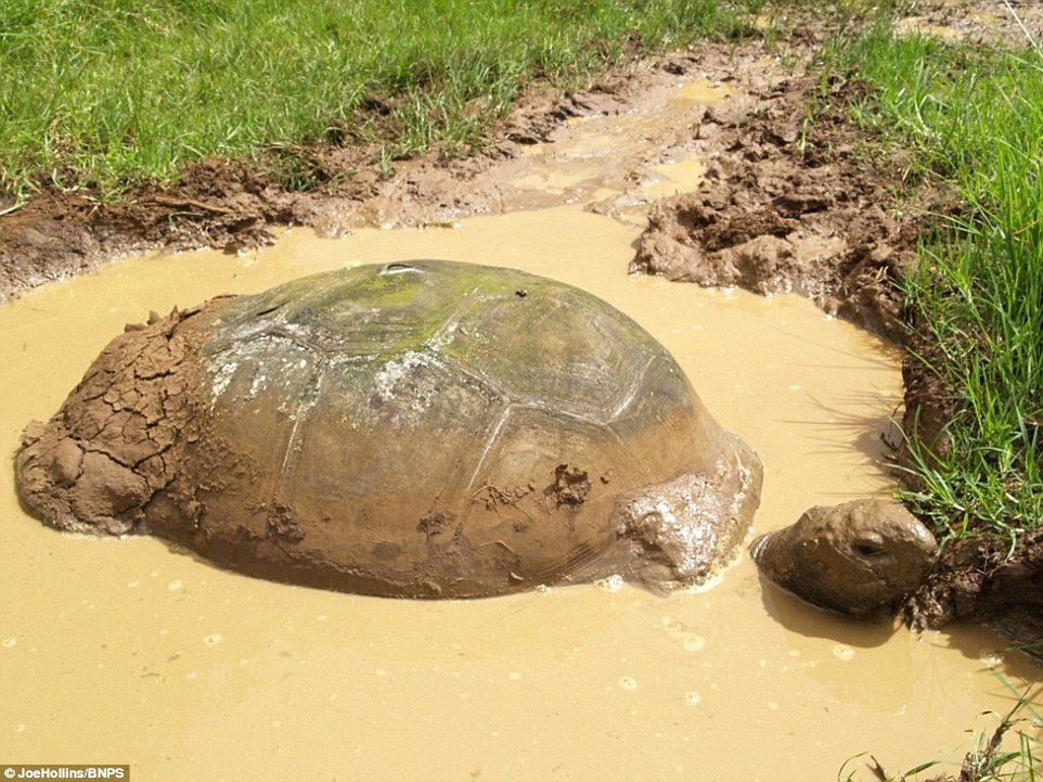 In the past Jonathan's keepers says they had a rather laissez faire attitude to the tortoises on St Helena and reckon this is probably his first wash in 184 years