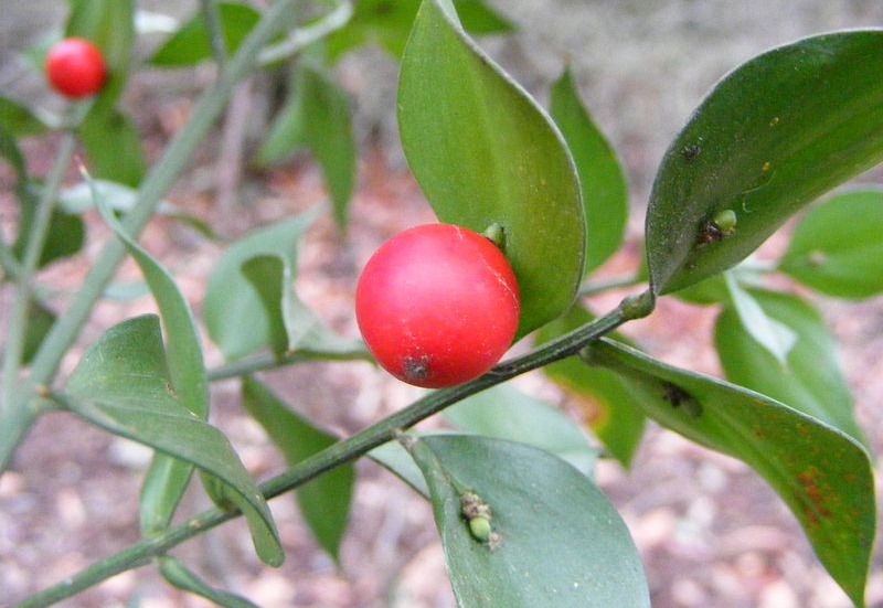 The mysterious and rarely seen Butcher’s Broom or Ruscus aculeatus, is a low-growing permanent shrub.