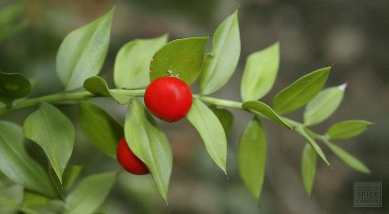 The mysterious and rarely seen Butcher’s Broom, or Ruscus aculeatus, is a low-growing permanent shrub with hard, erect, stems and very rigid leaves