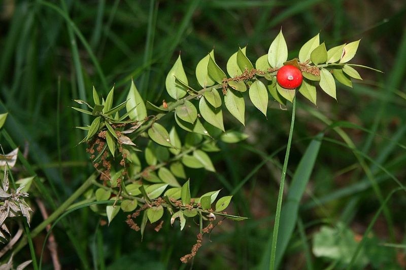 Butchers Broom has a long history of use in herbal medicine traditions as a diuretic and blood vessel toner.