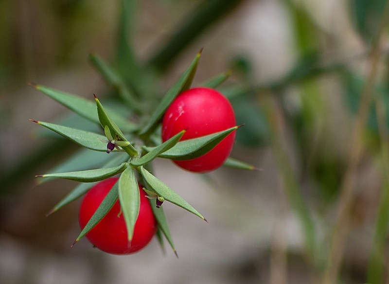 The primary related species phytochemical in the similarly named Scotch broom Cytisus scoparius is sparteine, a cardiac depressant - use with great caution.