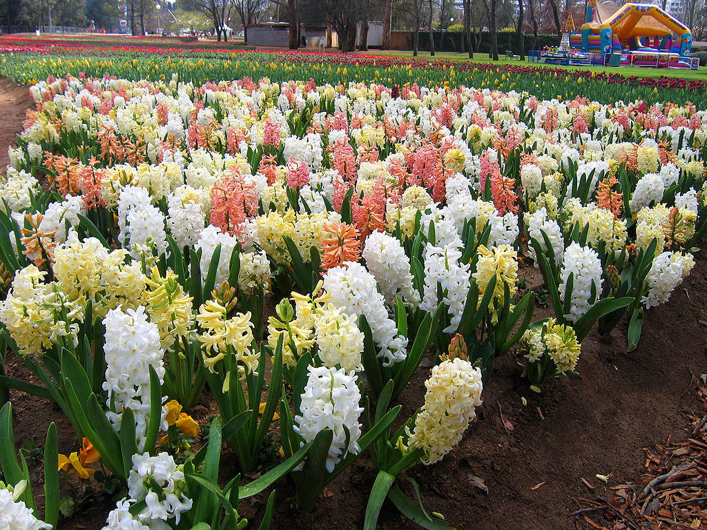 Hyacinthus is a small genus of bulbous flowering plants. To grow Hyacinth Flower actually perfume the room, then they do in gardens. Hyacinthus is a small genus of bulbous flowering plants. To grow Hyacinth Flower actually perfume the room, then they do in gardens.