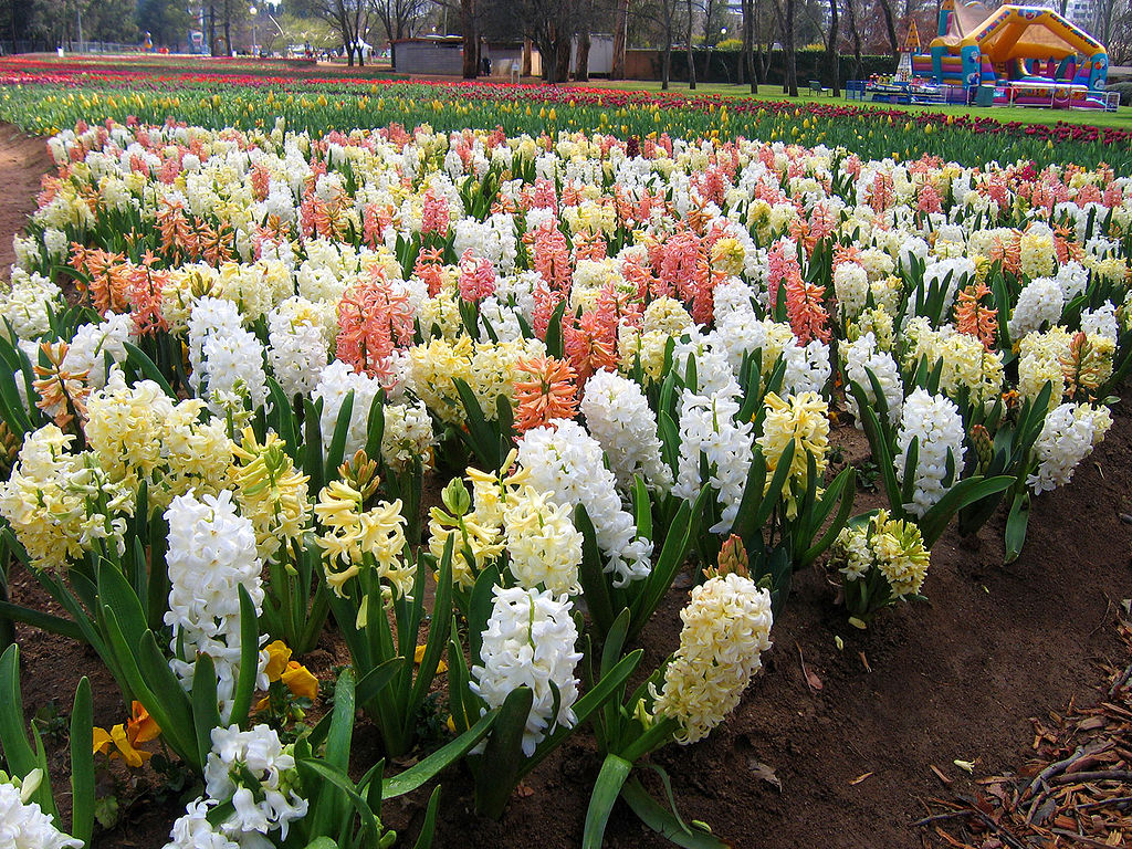 How to Grow Hyacinth Flower for Spring Color & Fragrance