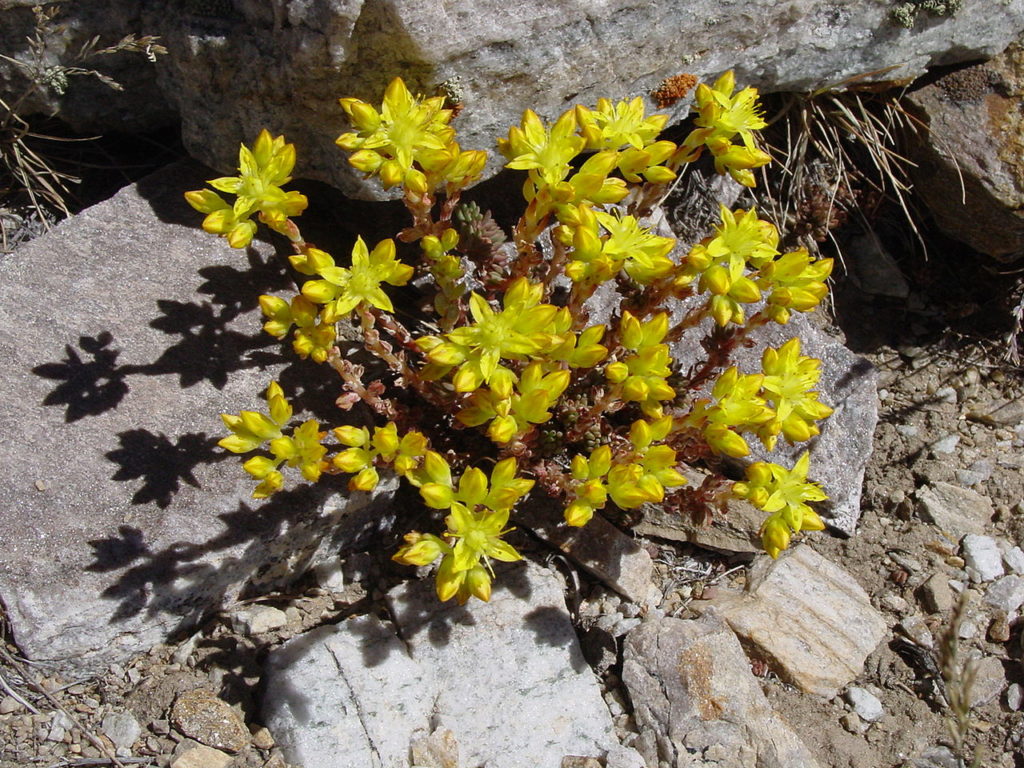Lanceleaved Sedum