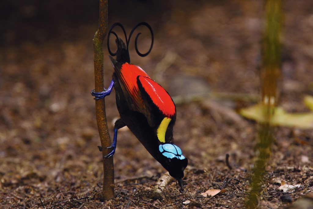 The BBC cameraman David Attenborough first time filmed his unusual behavior in 1996 by dropping leaves on the forest floor,