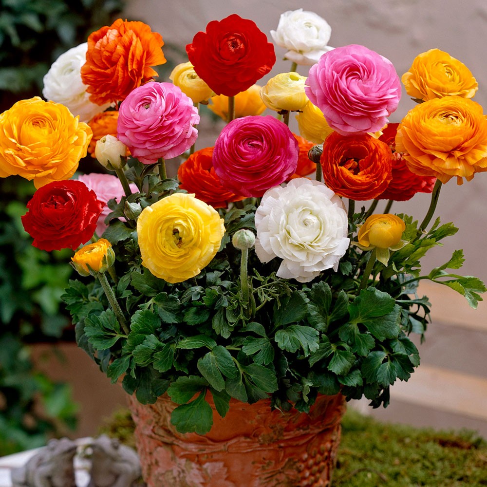 Ranunculus is a large genus of about 600 species of plants in the Ranunculaceae and members of the genus include the buttercups, spearworts, and water crowfoots.
