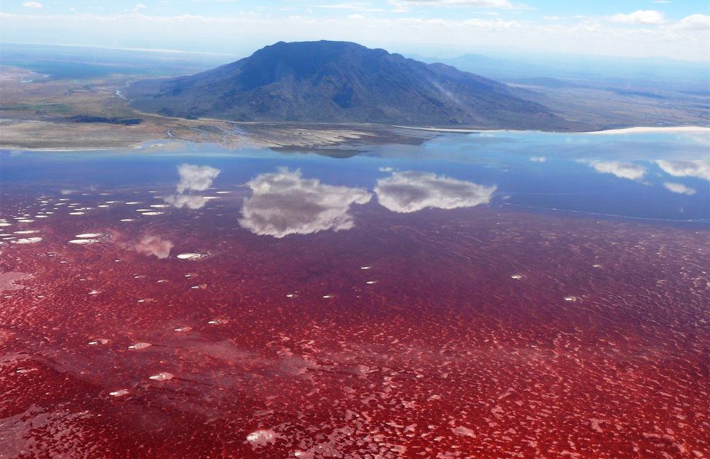 The alkali salt crust on the surface of the lake is also every so often colored red or pink by the salt-loving microorganisms that live they're.