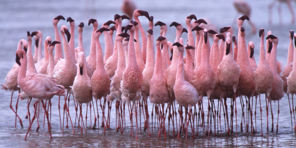 Sometimes, Lake Natron temperature crosses 60 °C make the life difficult for animals and birds.