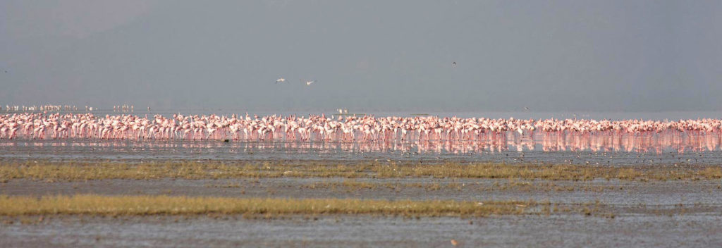 Three-quarters of the world population of lesser flamingos (Hoenicopterus minor) live in East Africa and use Lake Natron as there nesting site.