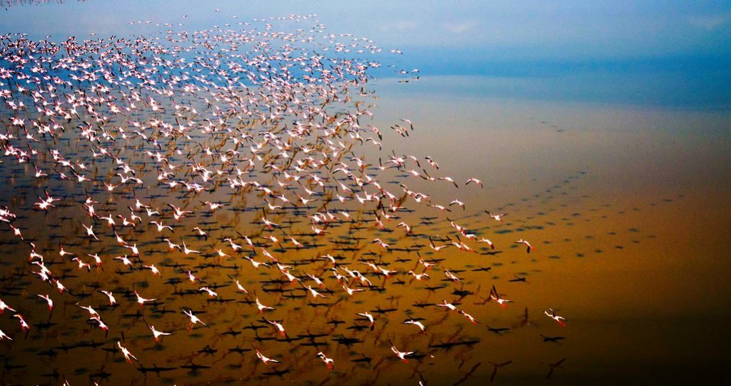 Every year countless lesser flamingos have flocked to Tanzania's Lake Natron to start nesting, but mainly depend on the combination of environmental factors.
