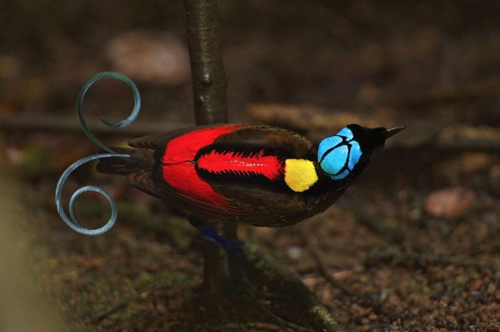 , the bird is evaluated as Near Threatened on the IUCN Red List of Threatened Species.