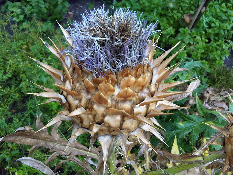 (Cynara cardunculus) flower.