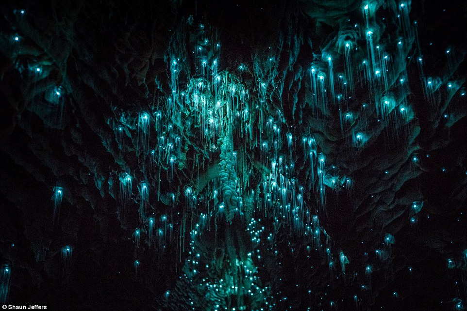 Jeffers said that seeing the little glowing creatures was like being in a real life Pandora, from James Cameron’s Avatar