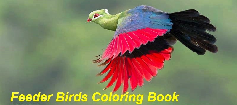 Feeder Bird Coloring Book