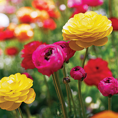 The beautiful flowers which are several inches across are round globes made up of several papery textured petals in bright, almost electric colors like red, pink, yellow, gold, white, and picotee that are with the petals edged in a contrasting color. 