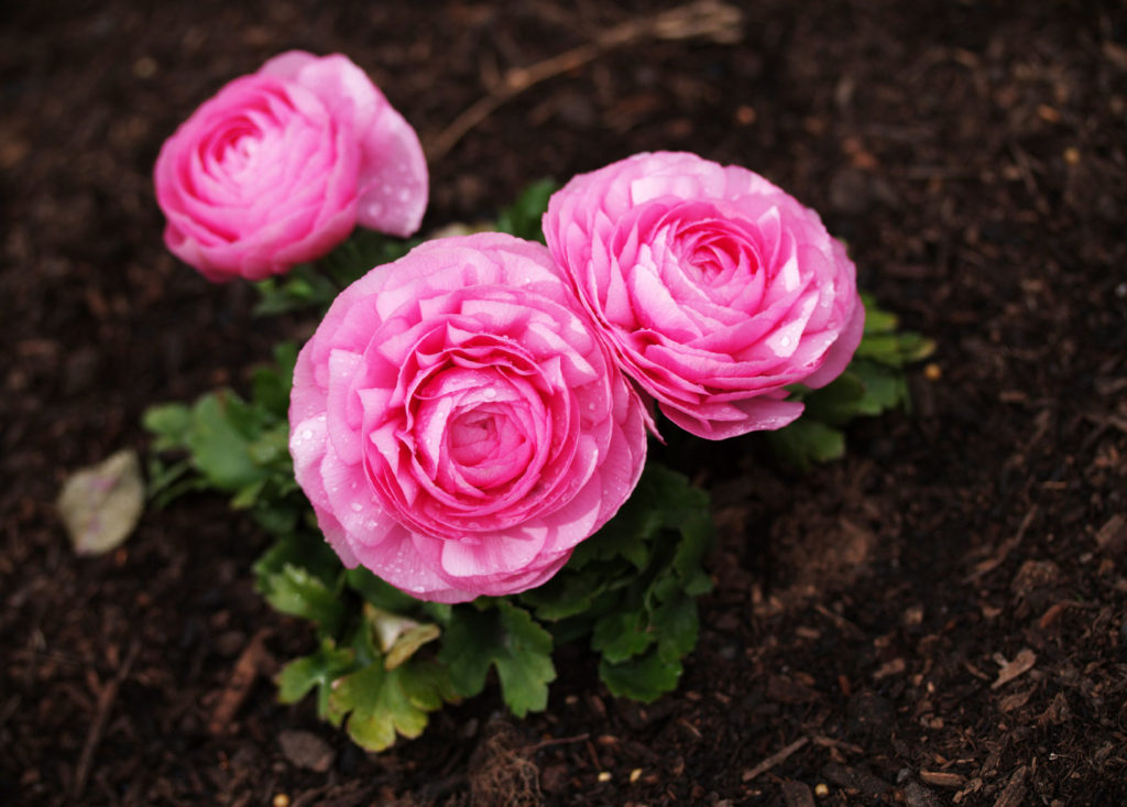 Most of the ranunculus available is the showy hybrids that you see in florist shops.