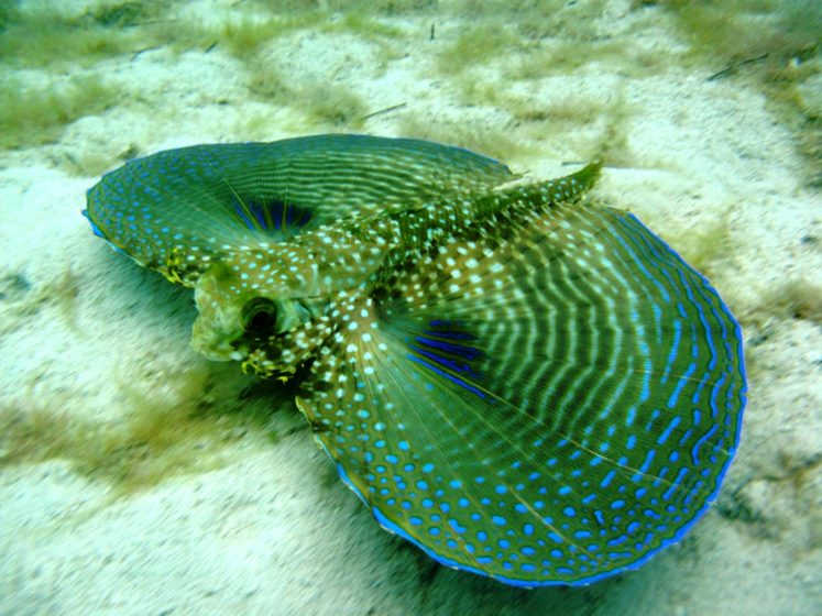 in tank, flying gurnard fish is a good scavenger and can help