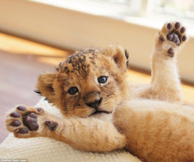 african-safari-has-a-petting-zoo-where-visitors-can-actually-have-their-pictures-taken-with-furry-creature-for-now