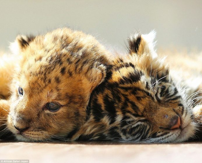 staff-at-the-park-remarked-on-twitter-how-while-its-young-the-lion-cub-looks-more-like-a-leopard-in-this-photograph
