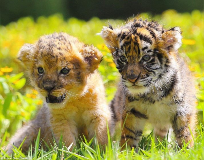 staff-at-the-zoo-have-been-sharing-these-adorable-photographs-over-the-last-few-weeks-making-thousands-of-people-coo-over-the-images